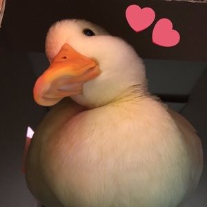 Meet your Posher, Avery